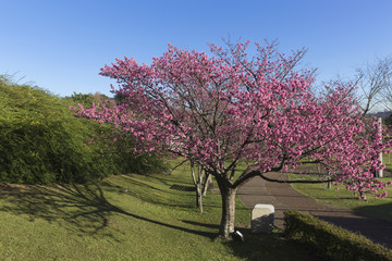 Flowering of cherry trees in the botanic garden of Curitiba.