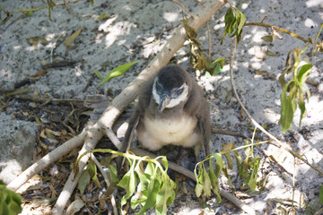 Penguins in Boulders Beach, Cape Peninsula, South Africa