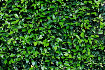 Fototapeta na wymiar Green leaves texture and background.