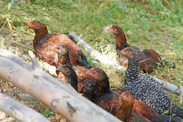 Free range colorful hens sitting and hiding among tree branches. Concept of soldiers hiding in the trench.