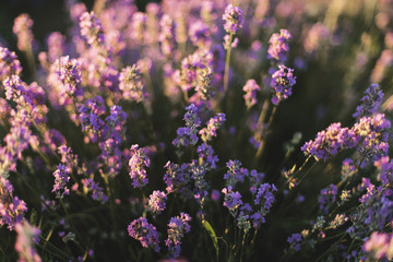 Fototapeta na wymiar Beautiful lavender field in the sunset