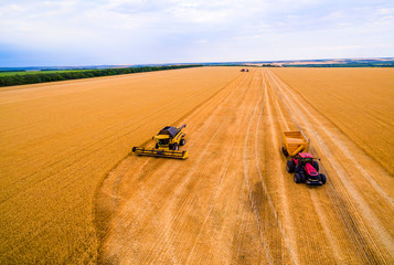 Obraz premium Harvesting machine working in the field. Top view from the drone Combine harvester agricultural machine ride in the field of golden ripe wheat. Harvesting of wheat. 