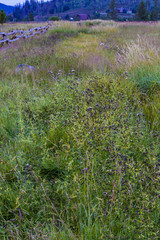 Tall Grasses Growing in a Meadow with the Rocky Mountains and Log Cabins in the Distance in Colorado, USA