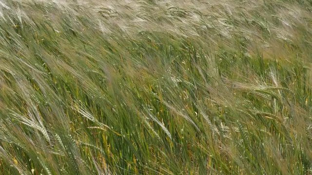 &eacute;pis dansant sous la brise