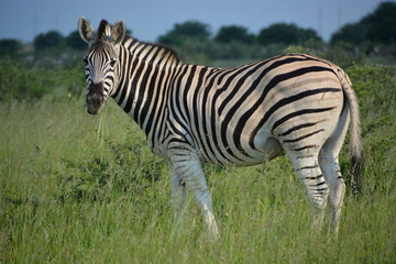 Fototapeta na wymiar Jwana Game Park, Jwaneng, Kalahari Desert, Botswana, Africa