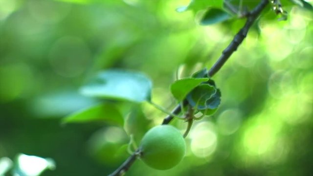 Apple tree. Organic apples hanging on branch in a garden. Green apples closeup. Slow motion 4K UHD video 3840x2160