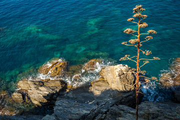 The Cliff in the Sea of Manarola, at Summer. I