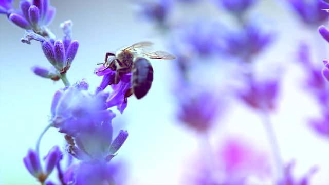 Honey bee working on blooming lavender flowers closeup. Honeybee macro shot. Slow motion 240 fps. 3840X2160 4K UHD video footage