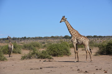 Obraz na płótnie Canvas Giraffe in Safari area, Chobe National Park, Kasane, Botswana