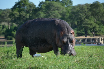 Hippopotamus eating grass, Chobe National Park, Botswana, Africa