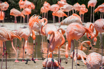 Naklejka premium Group of Flamingos in the famous SeaWorld
