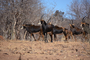 Female and child group of Sable Antelopes (one of endangered species) is standing in the bush, Chobe National Park, Kasane, Botswana, Africa