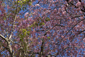 Beautiful cherry blossom on the tree blooming in the spring season.