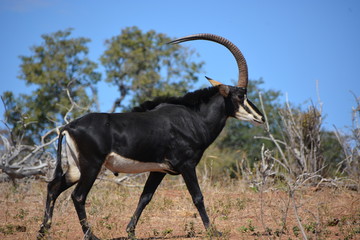 Male Sable Antelope (one of endangered species) is walking in the bush, Chobe National Park,...