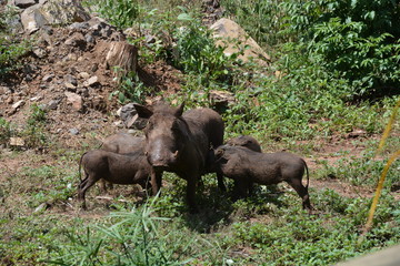 Warthog mother is feeding its children, Chobe National Park, Kasane, Botswana