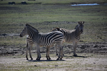 Obraz na płótnie Canvas Zebras, Chobe National Park, Kasane, Botswana