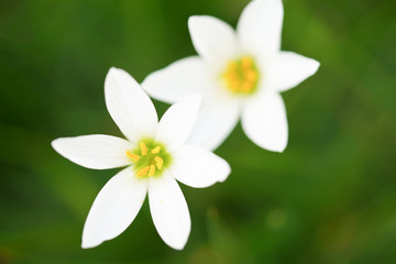 Beautiful rain lily close up on blurry green leaves.