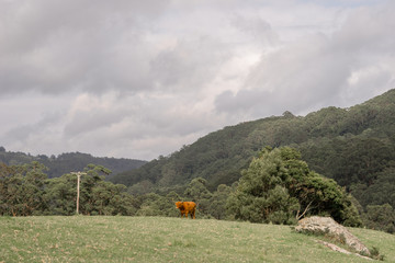 Highland cow on mountain side 