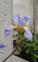 Colorful blooming wild spring flowers