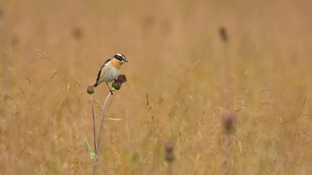 Whinchat (Saxicola rubetra) in meadow