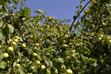 Яблони