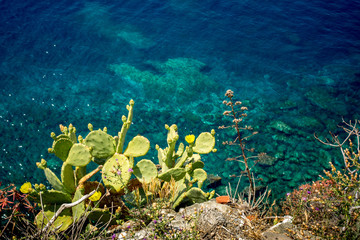 Fototapeta na wymiar Horizontal View of an Indian Fig Plant on the Cliff in the Italian National Park of Cinque Terre on Blue Sea Background