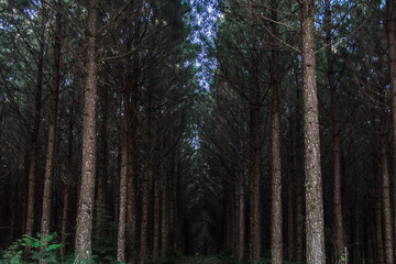 brazilian spruce-fir forest