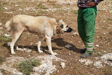 Anatolian shepherd dog with spiked iron collar approaching to shepherd