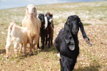 Obraz premium Very long eared black goat kid looking to Camera and other goats in background
