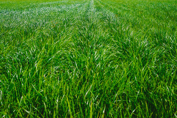 Plantation of tigernuts in Valencia with high green and tall grasses.