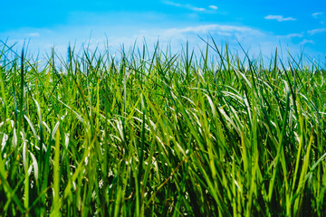 Plantation of tigernuts in Valencia with high green and tall grasses.