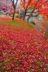 散り紅葉と池
