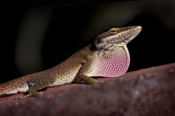 Lizard with Dewlap