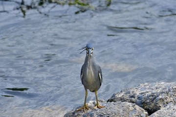 仁王立ちのササゴイ