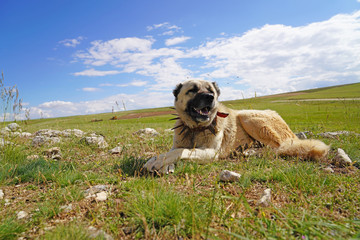 Anatolian shepherd dog with spiked iron collar lying on pasture. (Spiked iron collar   protects the necks of dog against wolf.