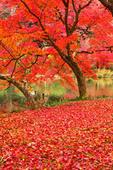 散り紅葉と池
