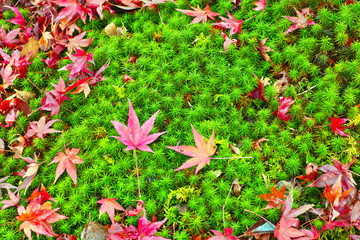 散り紅葉と苔

