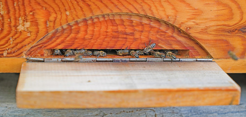 Bees entering the hive which is made of pine tree