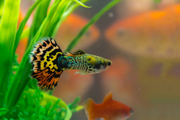 Little fish in fish tank or aquarium, gold fish, guppy and red fish, fancy carp with green plant, underwater life. - obrazy, fototapety, plakaty