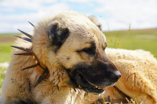 Anatolian shepherd dog with spiked iron collar lying on pasture. (Spiked iron collar   protects the necks of dog against wolf.