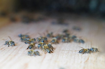 Bees walk around on surface of wall of hive, selective focus