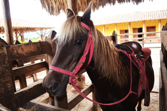 caballo 