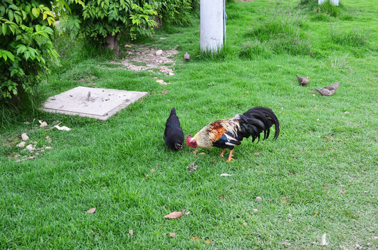 Gallos de pelea