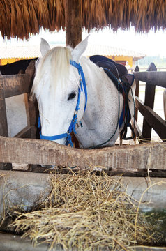 Caballo