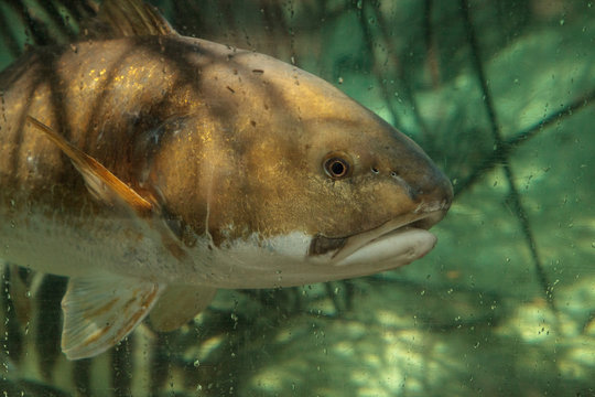 Hardhead Sea Catfish Ariopsis Felis