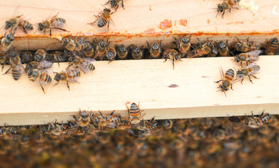 Bees working on wooden frames of a bee hive to produce honey