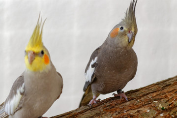 Neugierige Vogel.