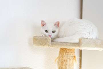 Katze beim Entspannung.