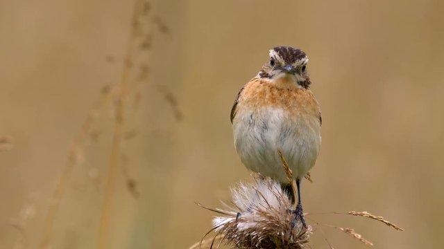 Whinchat in meadow