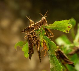 locust eating plant life can be destructive